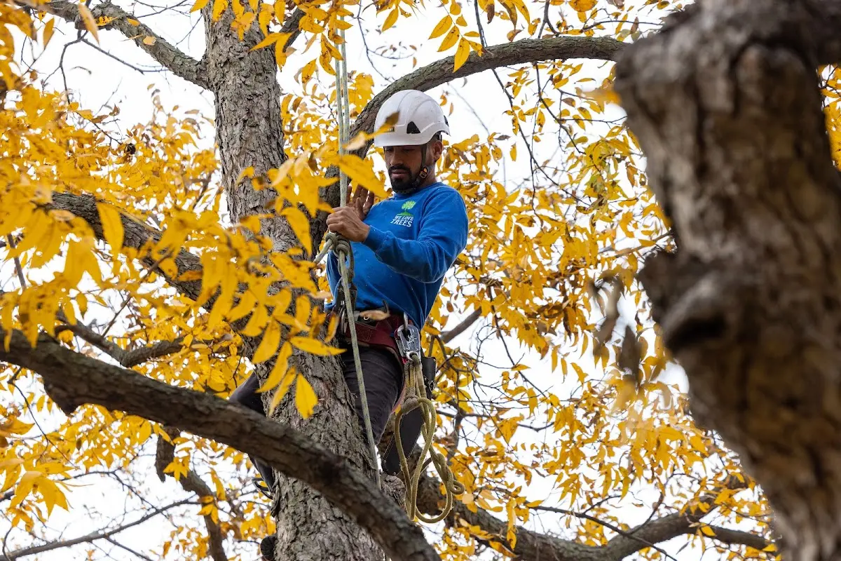 Skilled Dead Tree Removal crew working in Whiting